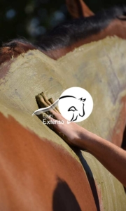 Equin'Extenso